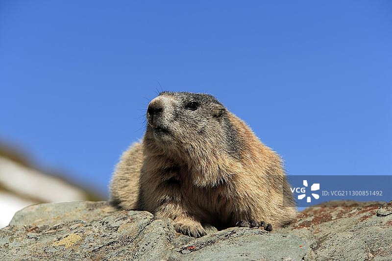 阿尔卑斯旱獭，成年，在奥地利大格洛克纳山脉岩石上休息图片素材