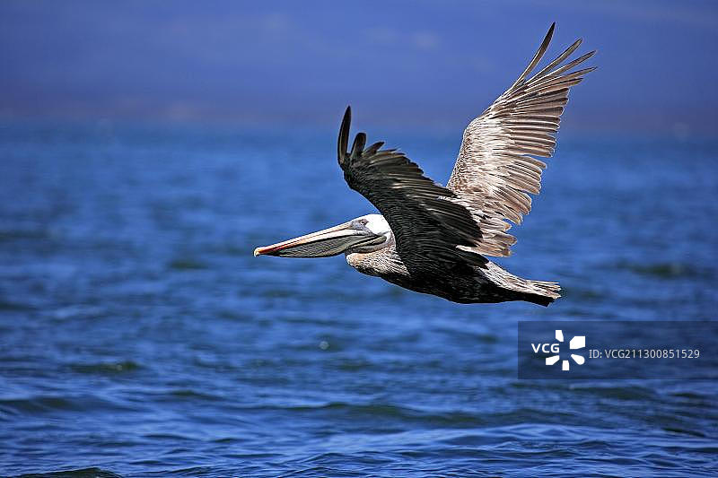 飞行中的褐鹈鹕，成年，加拉帕戈斯群岛，太平洋图片素材