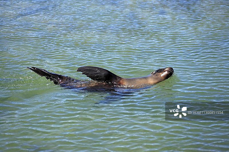加拉帕戈斯海狮（加州海狮加拉帕戈斯亚种），成年雌性，游泳，加拉帕戈斯群岛，太平洋图片素材