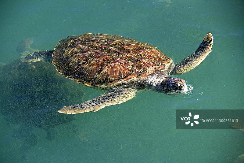 绿海龟(Chelonia mydas)，成年海龟在水中游泳，呼气，大开曼岛，开曼群岛，加勒比海，北美图片素材
