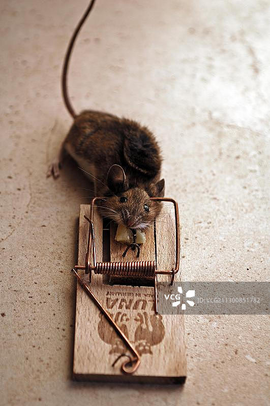 捕鼠器中的小家鼠（Mus musculus）图片素材