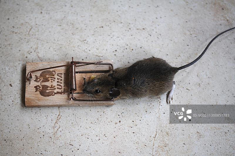 捕鼠器中的小家鼠（Mus musculus）图片素材