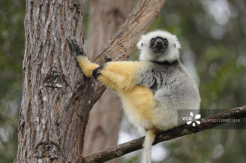 戴胜冕狐猴（Propithecus diadema）坐在马达加斯加的树枝上图片素材