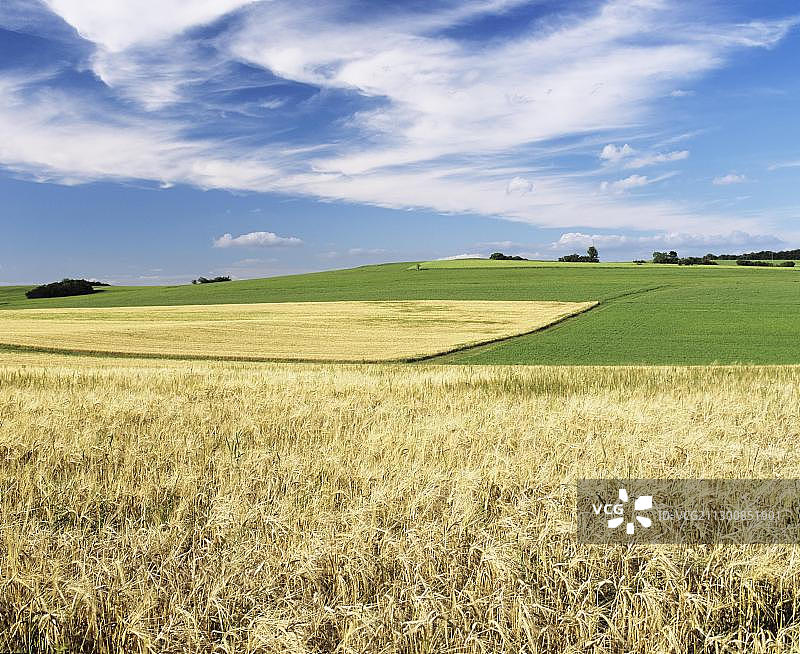 夏季施瓦本阿尔卑斯山的粮田，巴登-符腾堡州，德国，欧洲图片素材
