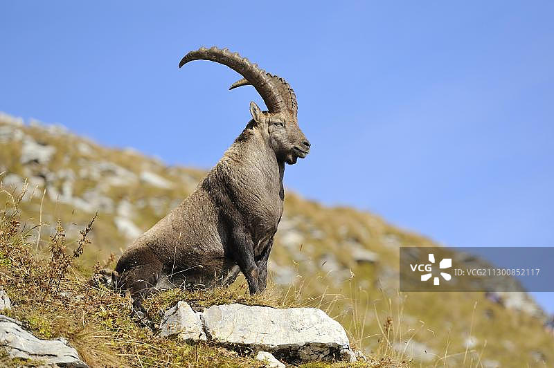 坐在秋色草地上的阿尔卑斯山野山羊图片素材