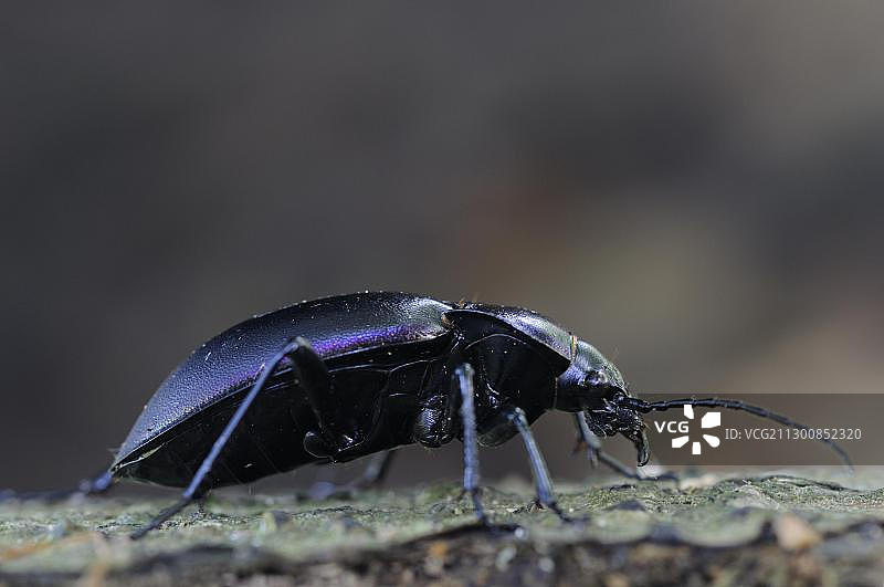 在枯木上的紫色步行虫图片素材