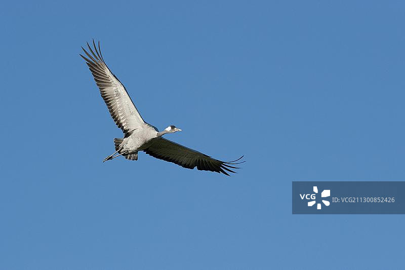 飞行中的鹤，德国梅克伦堡-前波美拉尼亚图片素材