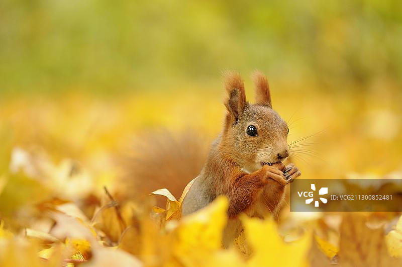 秋叶中休息的红松鼠图片素材