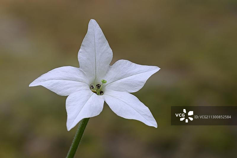 长花烟草(Nicotiana longiflora)，花，南美洲，美洲图片素材