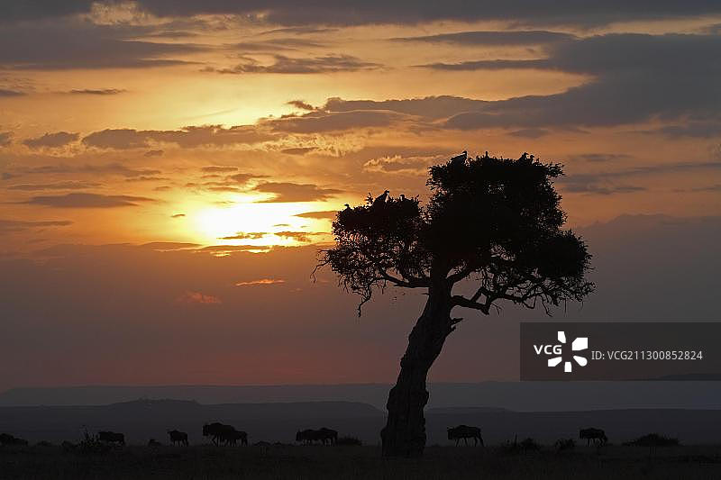 肯尼亚马赛马拉日落图片素材