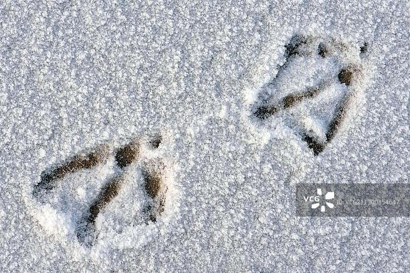 雪地中野鸭的足迹图片素材