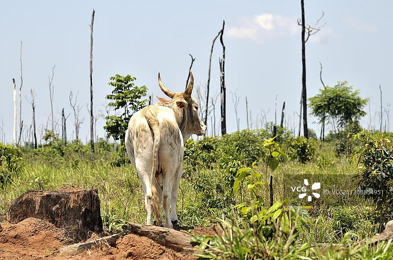 巴西马托格罗索州亚马逊雨林砍伐，开垦牧场图片素材