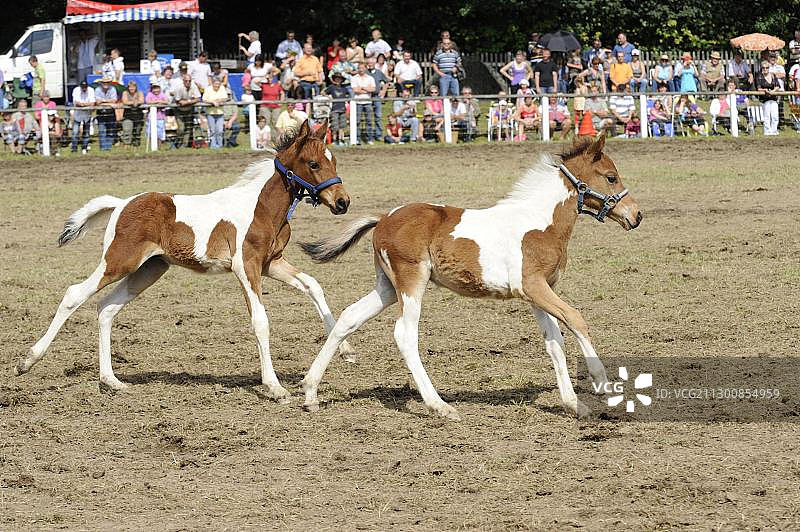 两匹杂色小马驹，栗色和白色，位于德国图林根州图片素材
