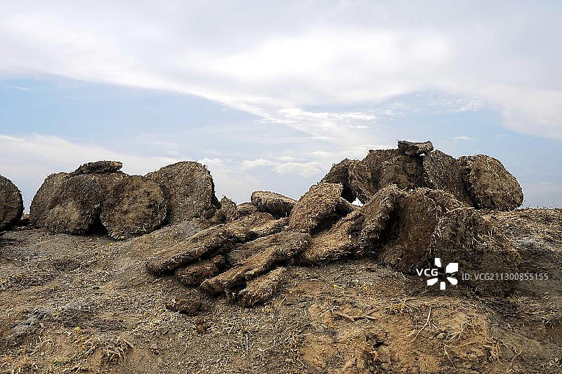 路边晒干的牛粪用作燃料（拉贾斯坦邦，北印度）图片素材
