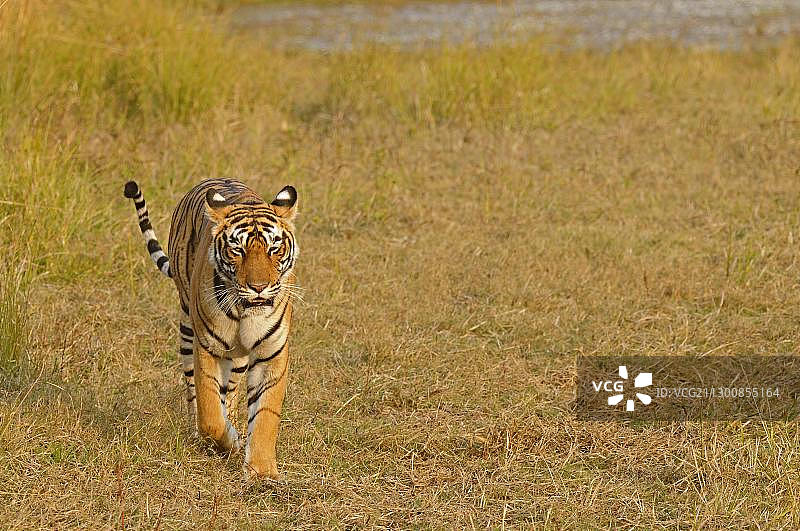 老虎，伦滕波尔国家公园，拉贾斯坦邦，印度，亚洲图片素材