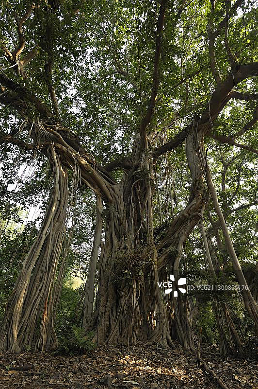 榕树，在印度拉贾斯坦邦伦滕波尔图片素材