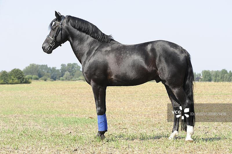 科内马拉矮种马黑色种马站立图片素材