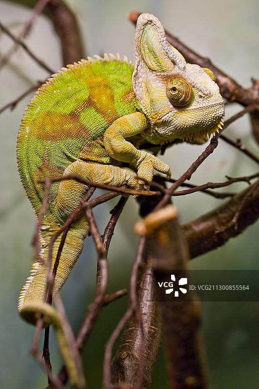 高冠变色龙图片素材