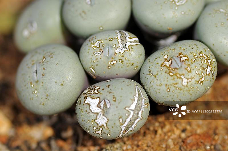 锥生花，纳米比亚，南非，非洲图片素材