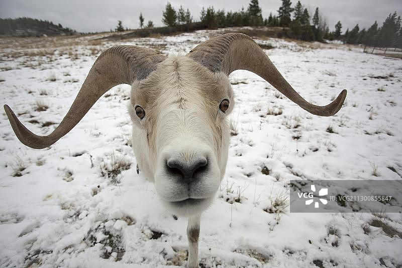 达尔绵羊，公羊图片素材