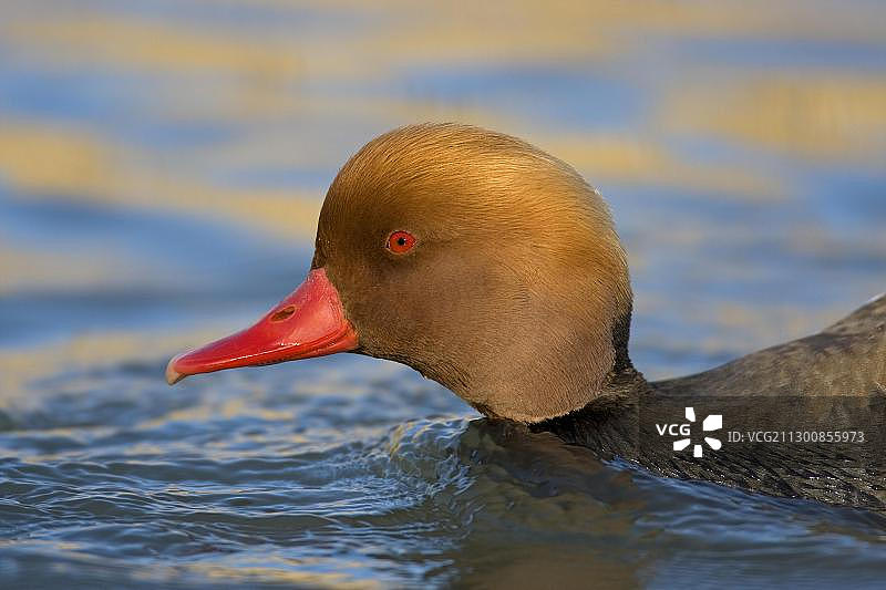 法国南部卡马格雄性红头潜鸭图片素材