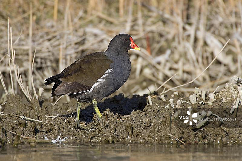 黑水鸡（Gallinula chloropus），法国卡玛格图片素材