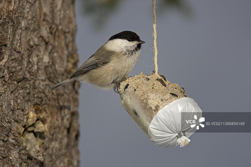 沼泽山雀，奥兰卡国家公园，芬兰，欧洲图片素材