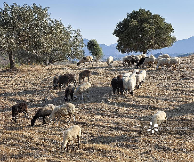 在希腊罗德岛法利拉基附近吃草的绵羊图片素材