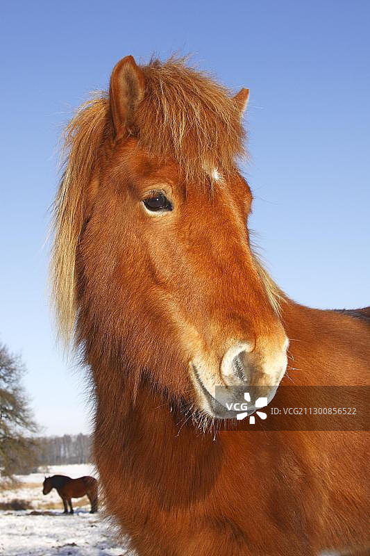 冬季的冰岛马肖像图片素材