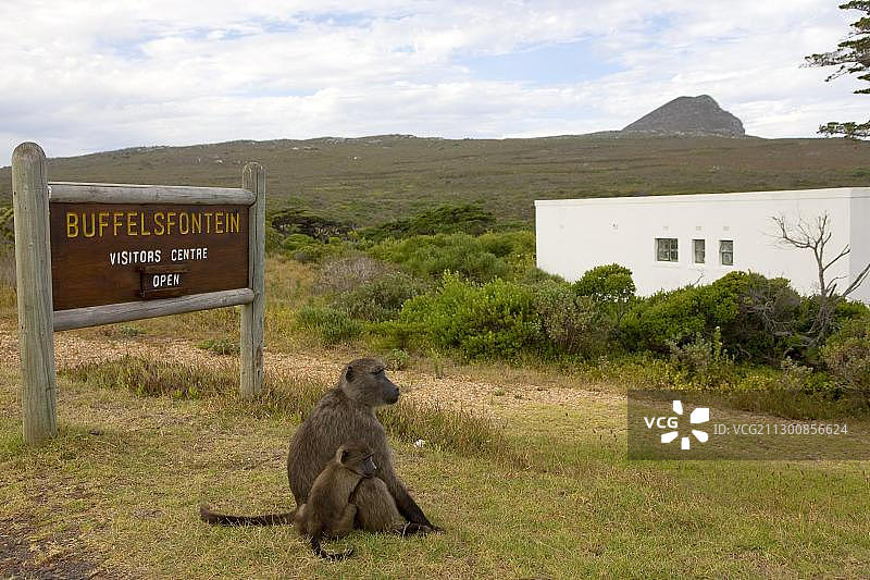 非洲南非好望角自然保护区疣鼻狒狒母子图片素材