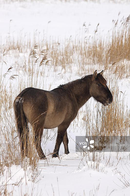 冬季雪地里的柯尼克或波兰原始马图片素材