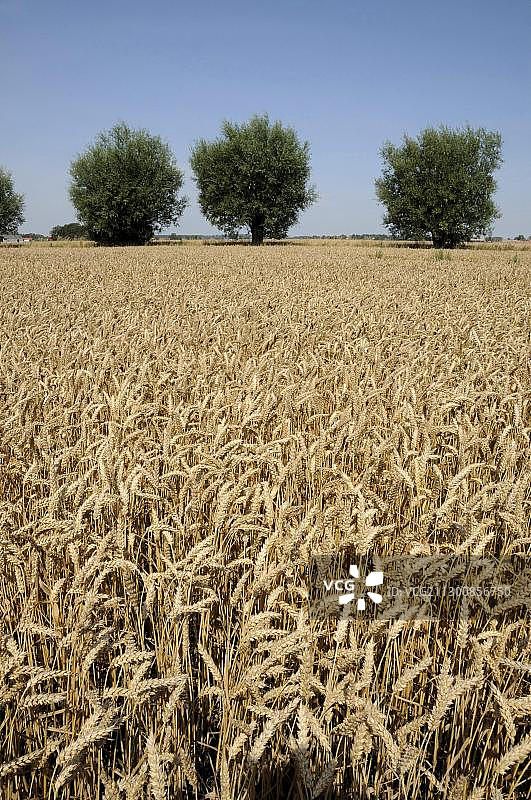 麦田和后面的树木图片素材