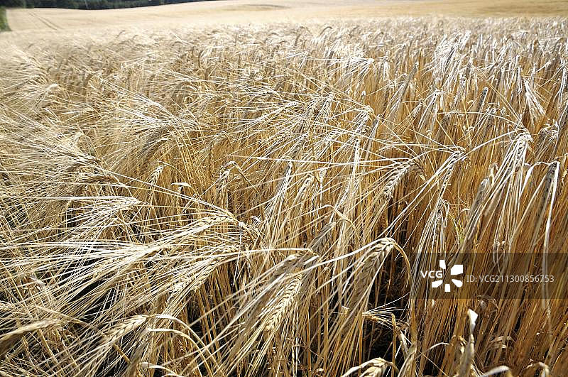 谷物田图片素材