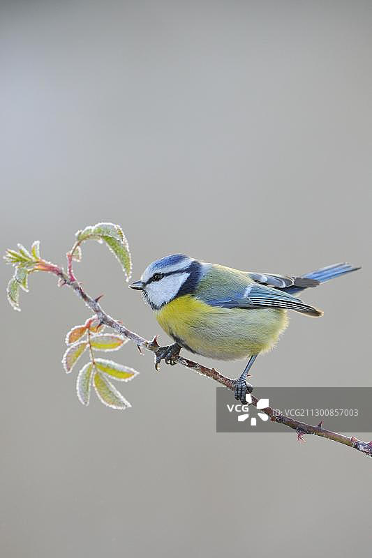蓝山雀图片素材
