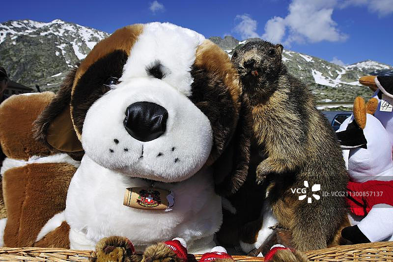 瑞士圣哥达山口的毛绒圣伯纳犬和土拨鼠图片素材