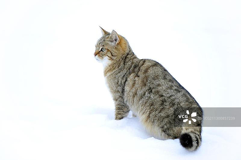 冬季的野生猫科动物幼崽图片素材