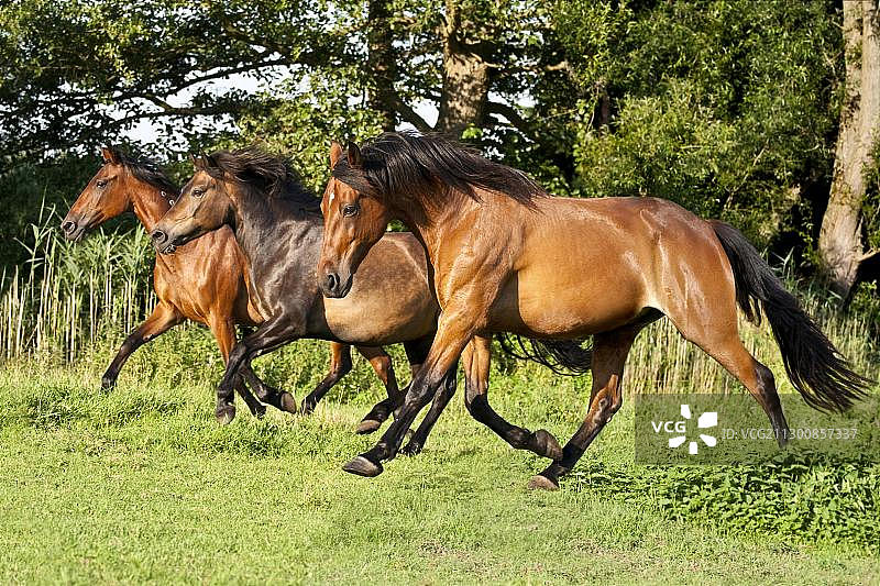 三匹小跑的马奔驰在牧场上图片素材