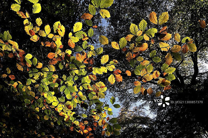 英国埃塞克斯郡埃平森林的秋叶图片素材