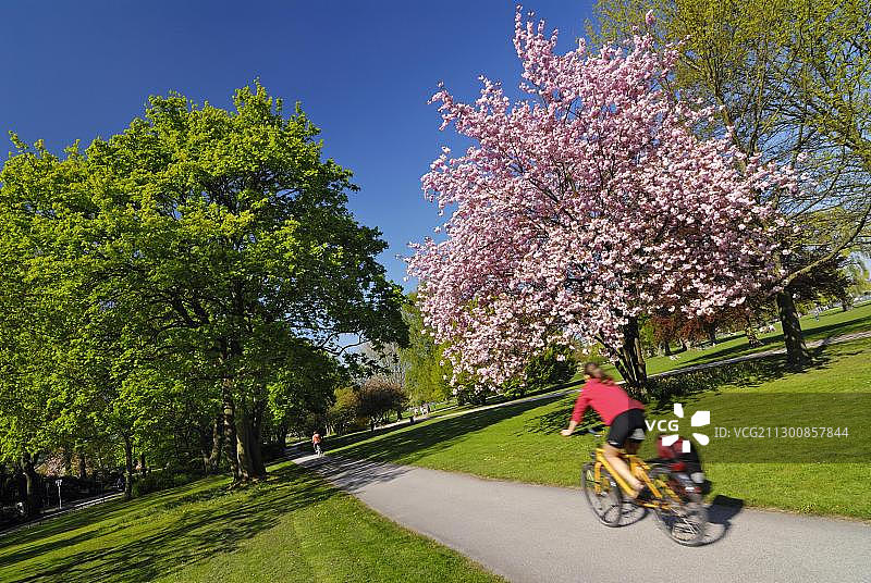 德国汉堡外阿尔斯特湖春日盛开图片素材