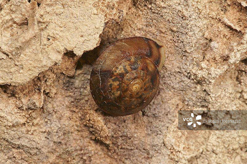 白唇蜗牛 (Cepaea hortensis)图片素材