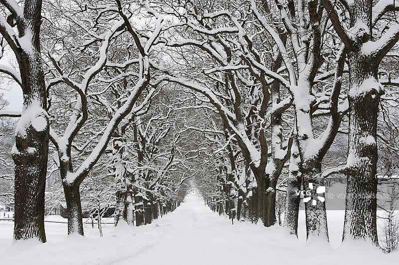 德国北黑森州萨巴堡动物园莱茵哈茨森林中的雪道图片素材