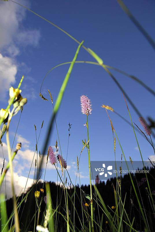 奥地利施蒂利亚阿尔卑斯山脉湖泊鲜花景观图片素材