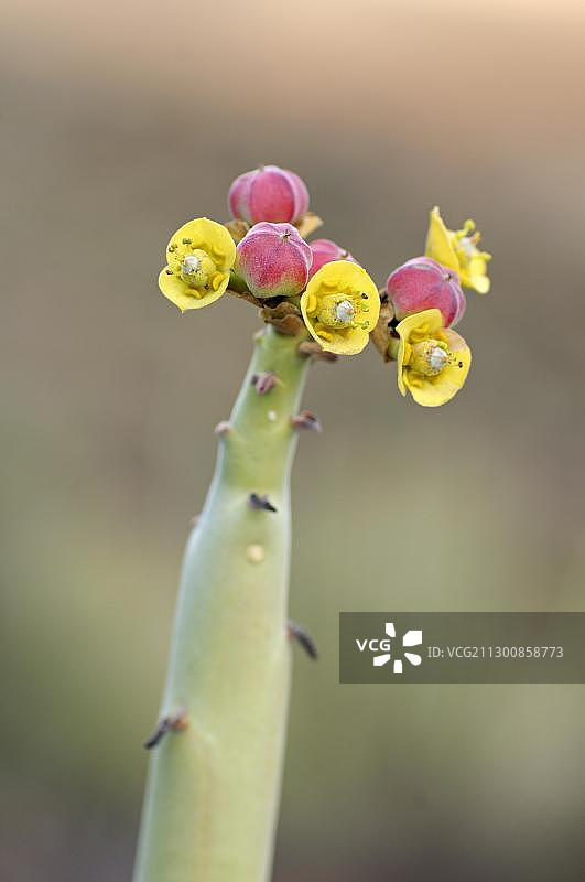 大戟属植物的果实花序，南非跨国公园图片素材