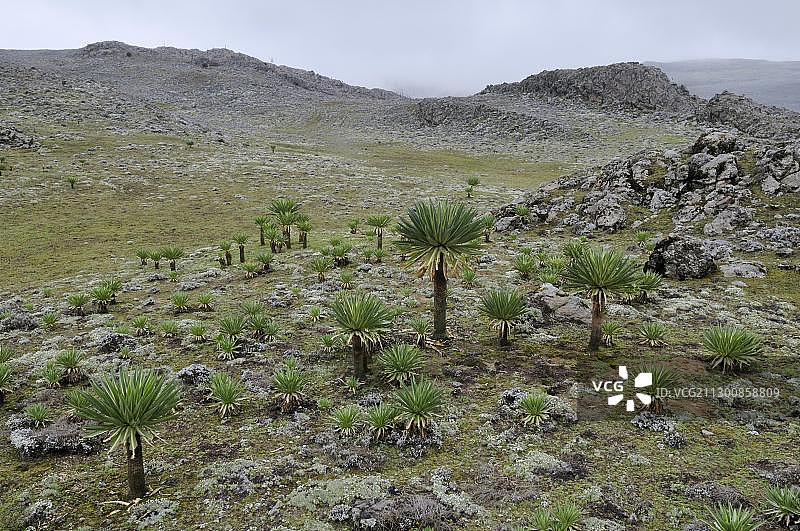 埃塞俄比亚巴莱山国家公园的巨型半边莲图片素材