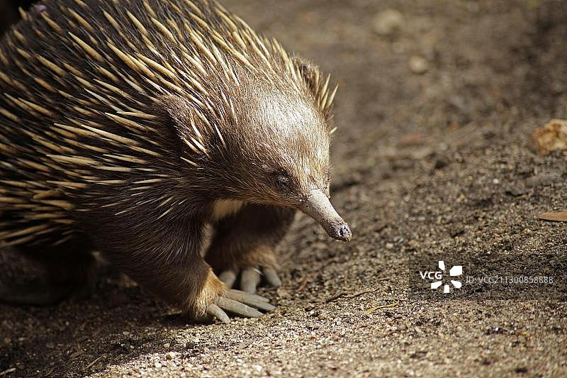 墨尔本动物园的针鼹图片素材