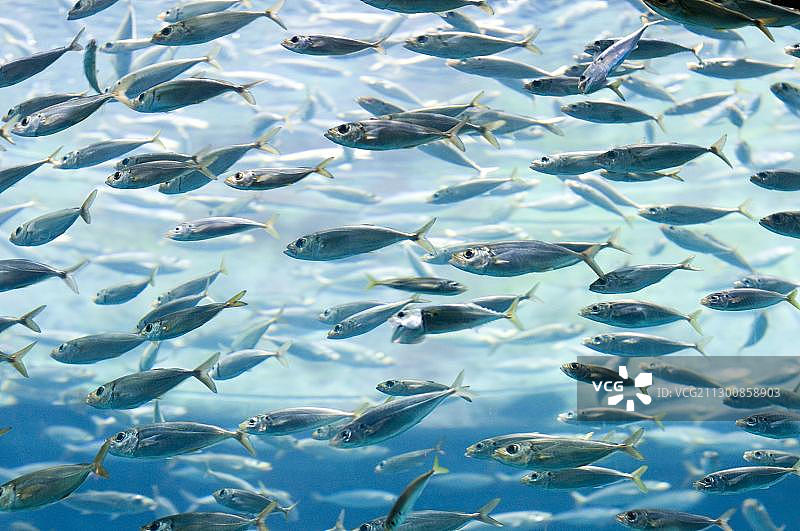 迪拜亚特兰蒂斯酒店水族馆中的沙丁鱼群图片素材