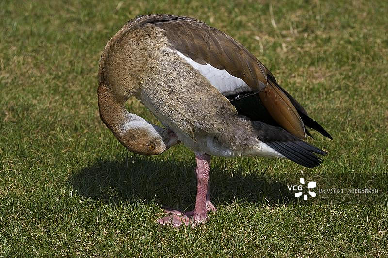 正在梳理羽毛的野鸭图片素材