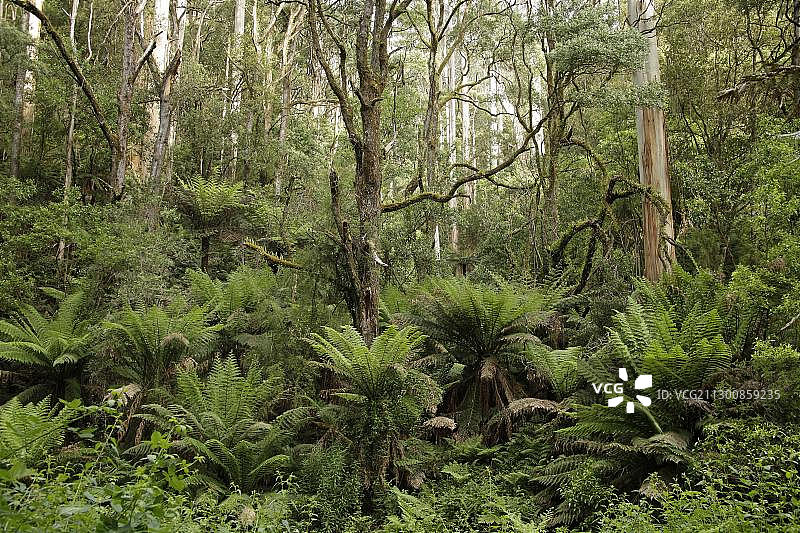 澳大利亚大奥特威国家公园的树蕨图片素材