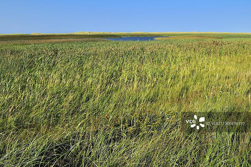 北沙丘泻湖中的芦苇荡图片素材