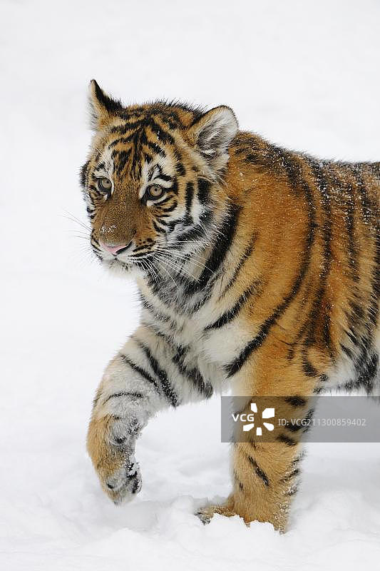 西伯利亚虎幼崽图片素材